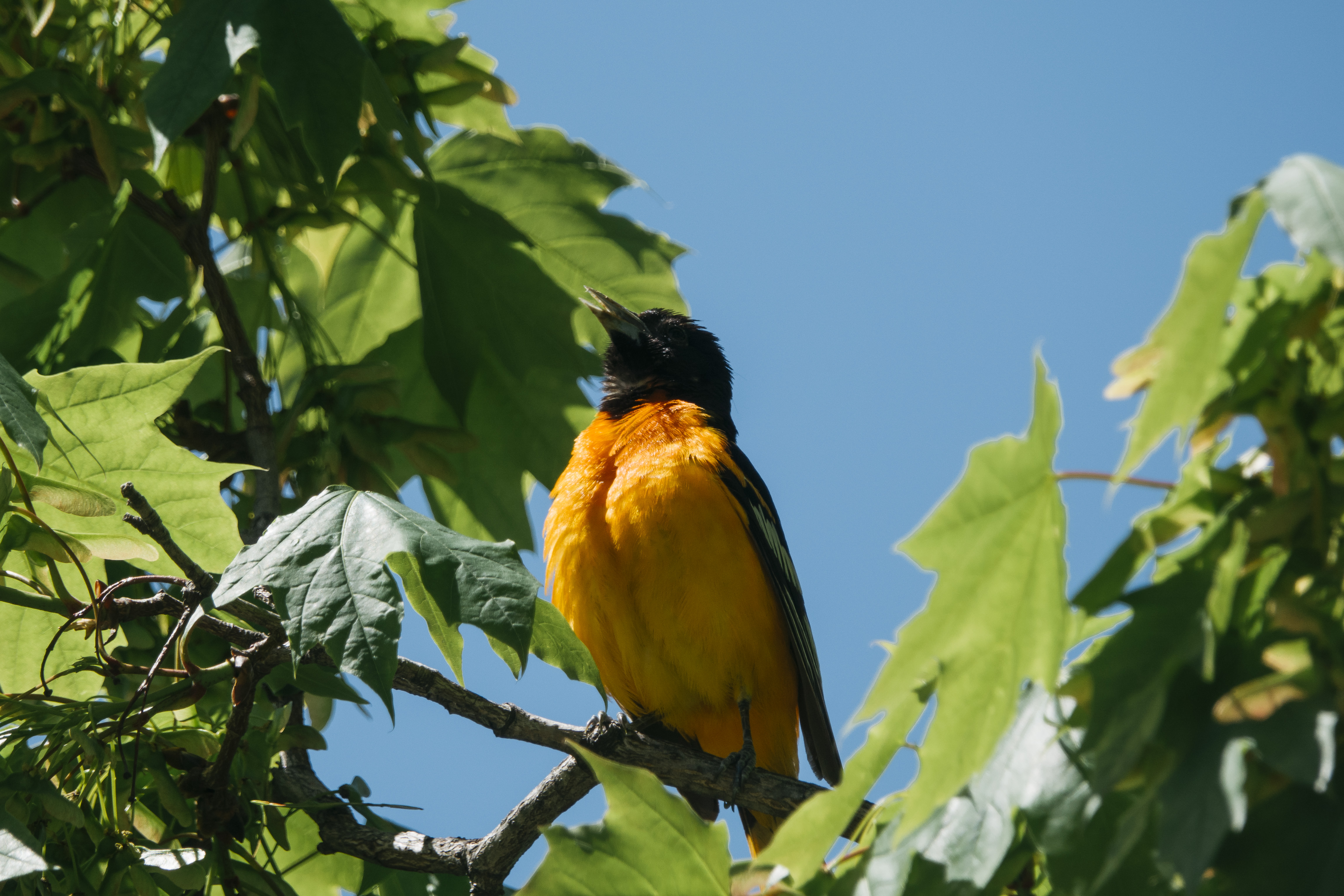 Baltimore Oriole