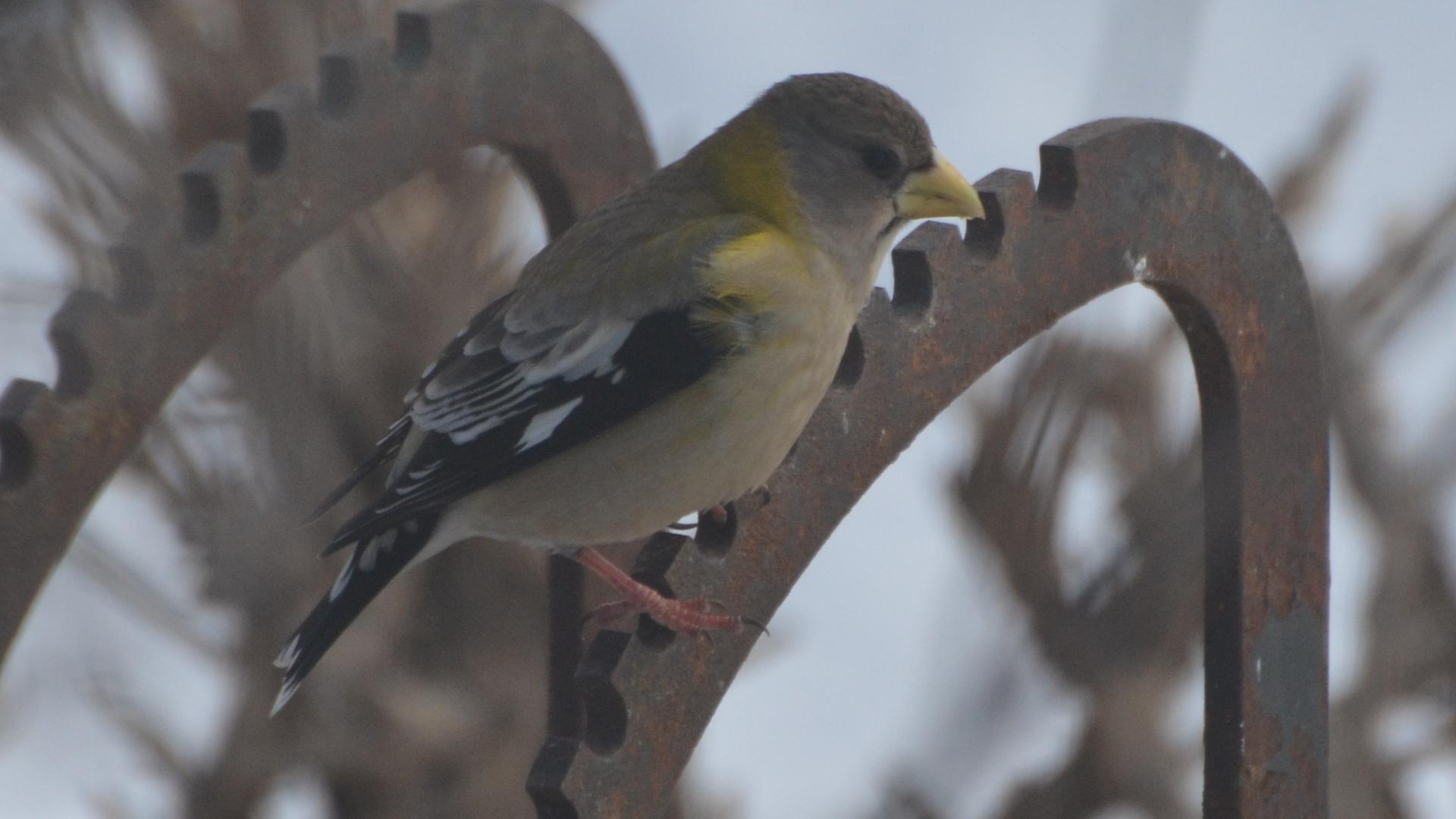 Evening Grosbeak