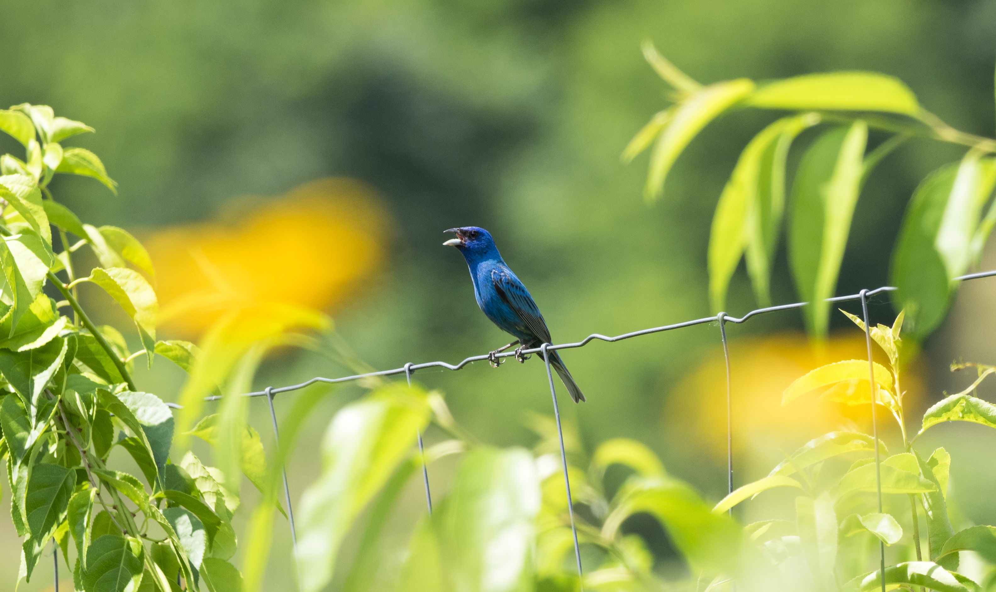 Indigo Bunting