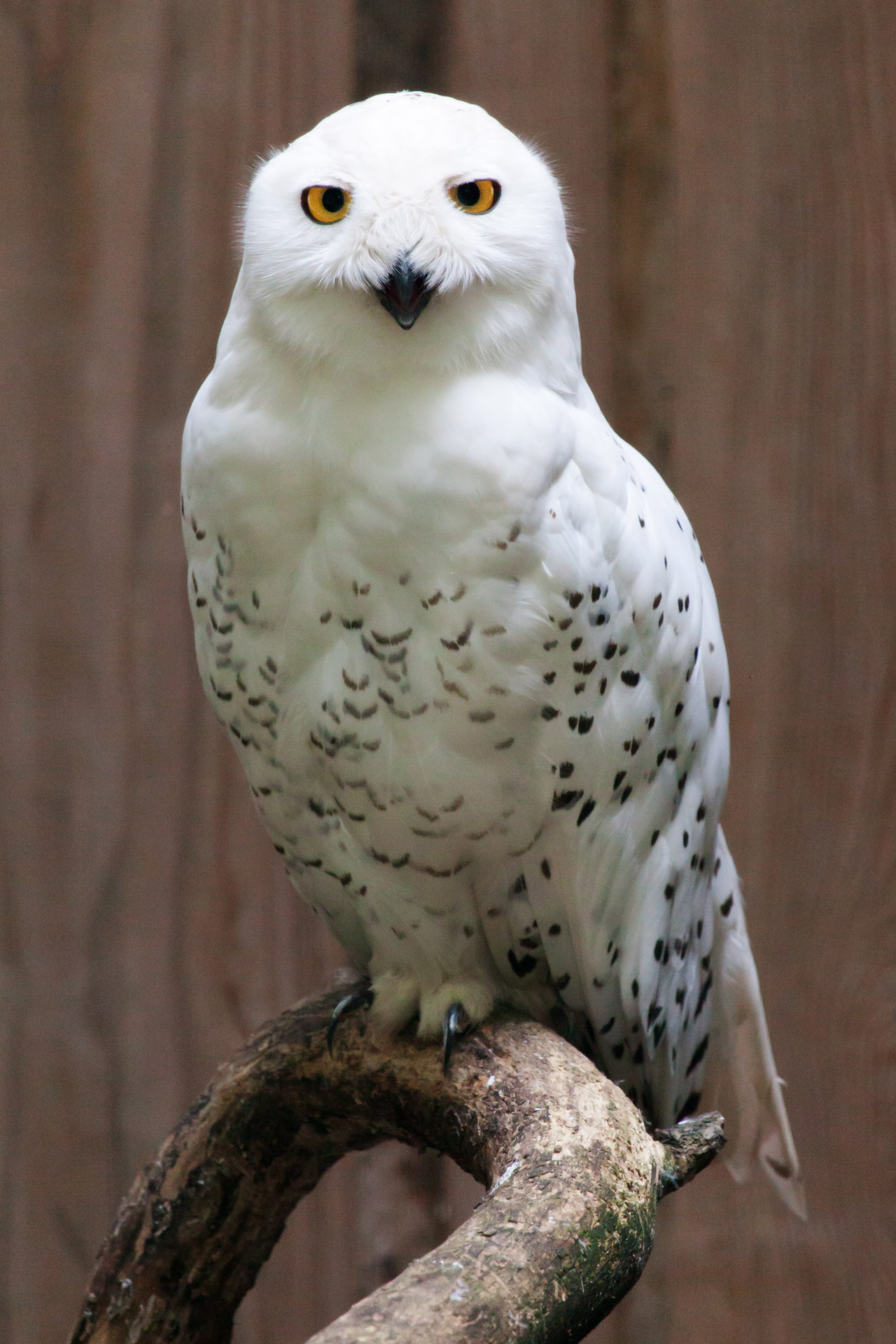 Snowy Owl portrait showing bright yellow eyes and white plumage