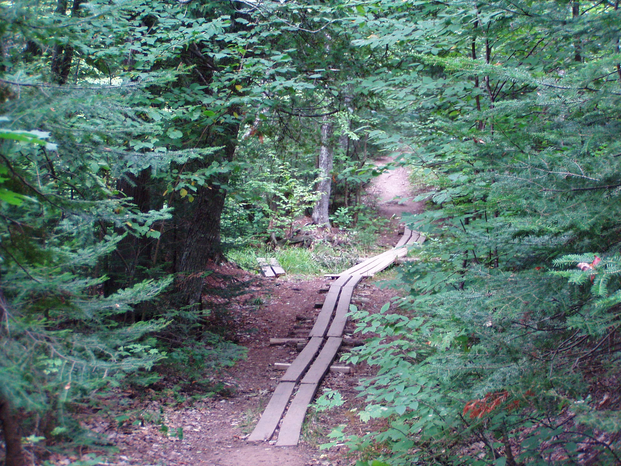 Hiking trail through an old-growth pine forest