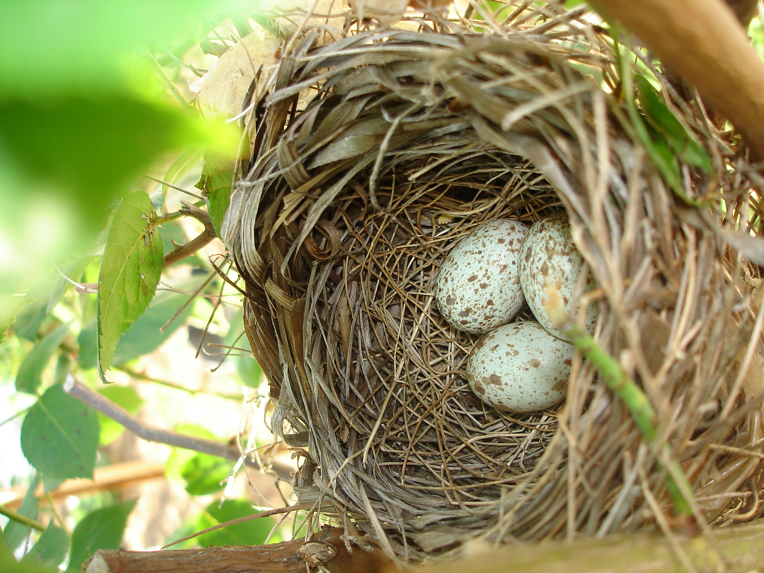 Northern Cardinal eggs in a carefully woven nest