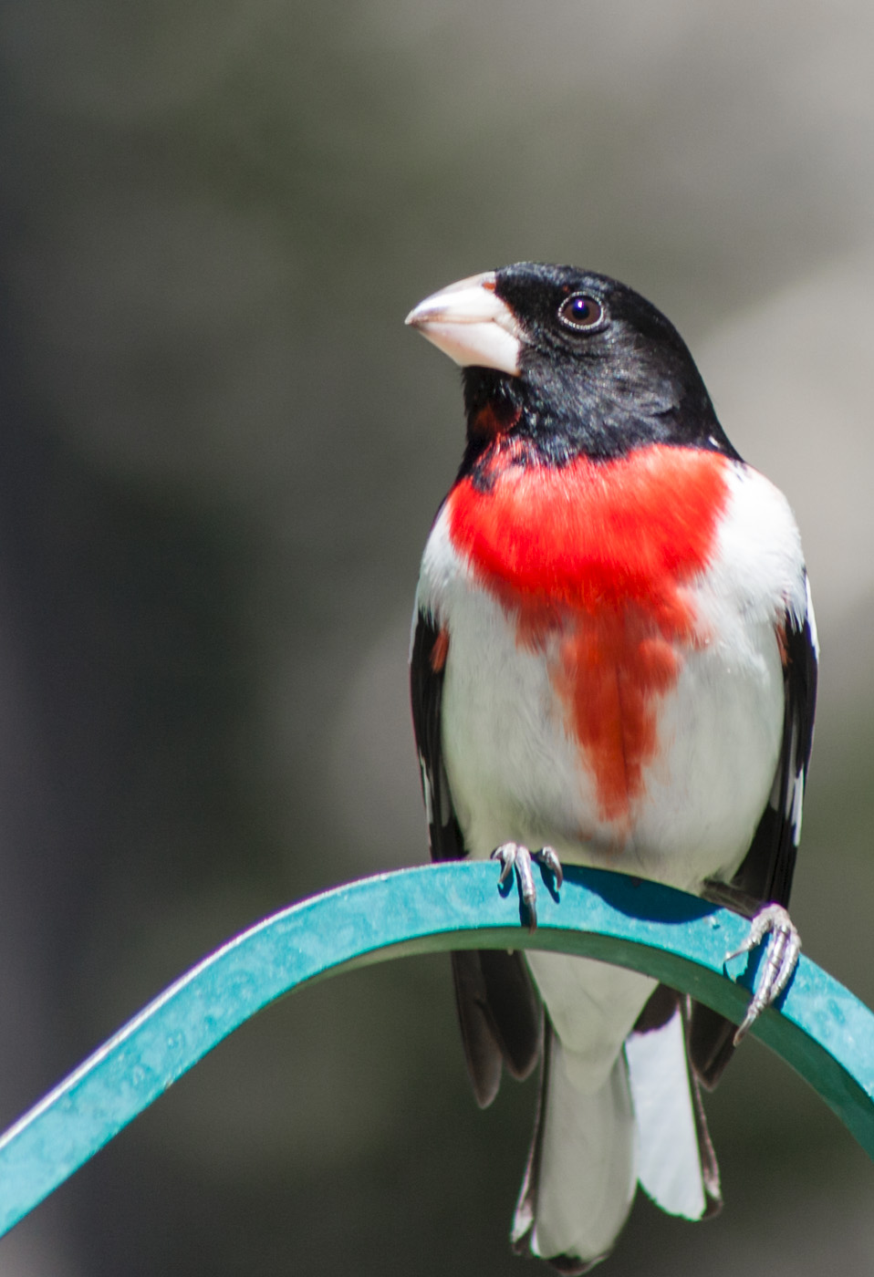 Rose-breasted Grosbeak