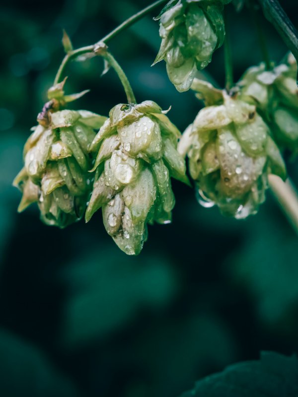 Hops close-up
